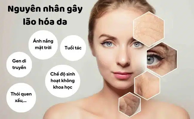Lão hóa da là một quá trình phức tạp bị ảnh hưởng bởi nhiều yếu tố khác nhau