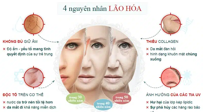 Quá trình lão hóa phụ thuộc nhiều vào lối sống, thói quen sinh hoạt cũng như chế độ dinh dưỡng